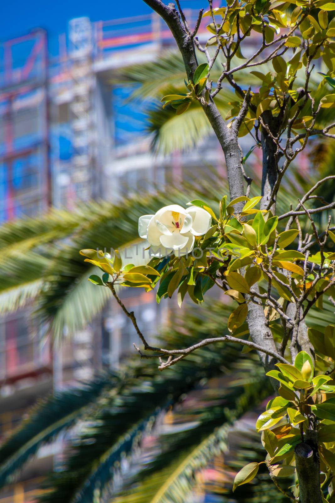 White blooming tree in Stirling Garden Perth in front of modern skyscraper building site