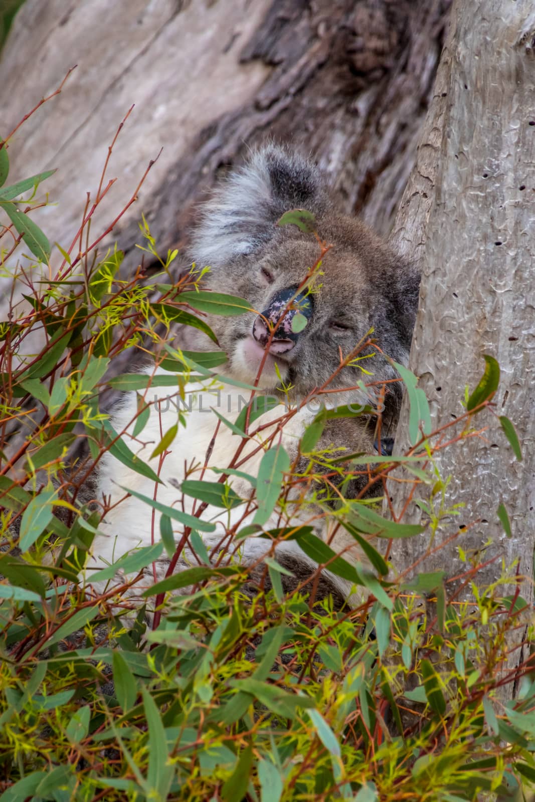 Wild koala bear sleeping in tree behind leafs in Australia by MXW_Stock