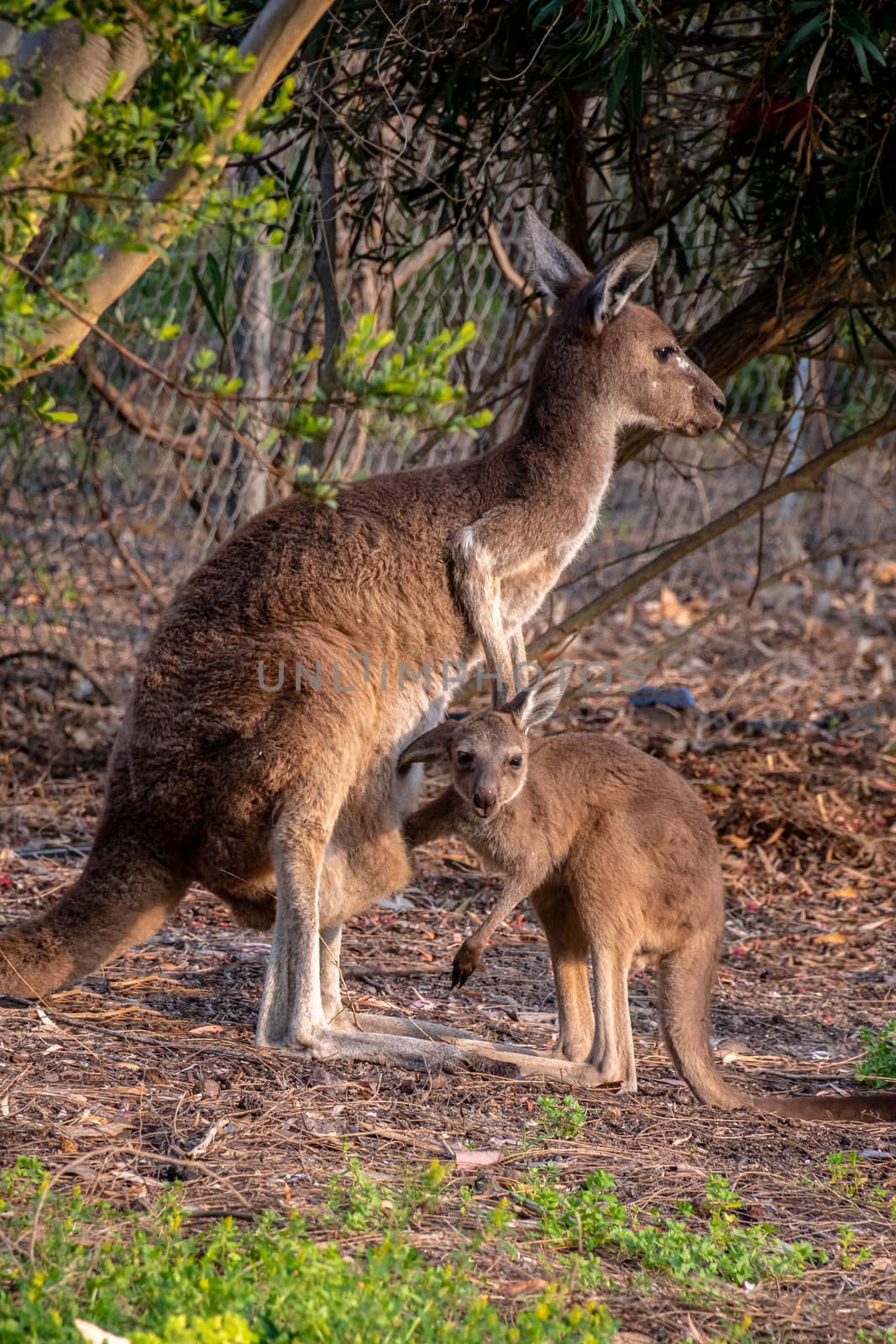 Wild kangaroo mother and joey in West Australia