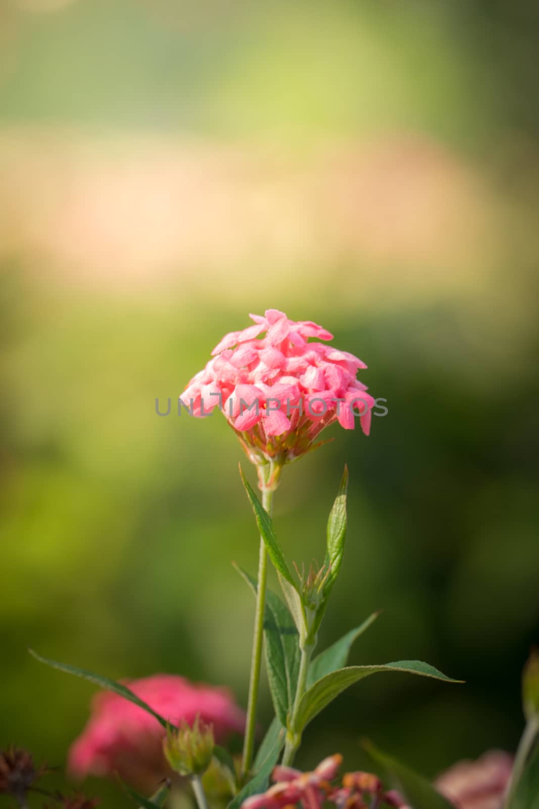 The background image of the colorful flowers, background nature