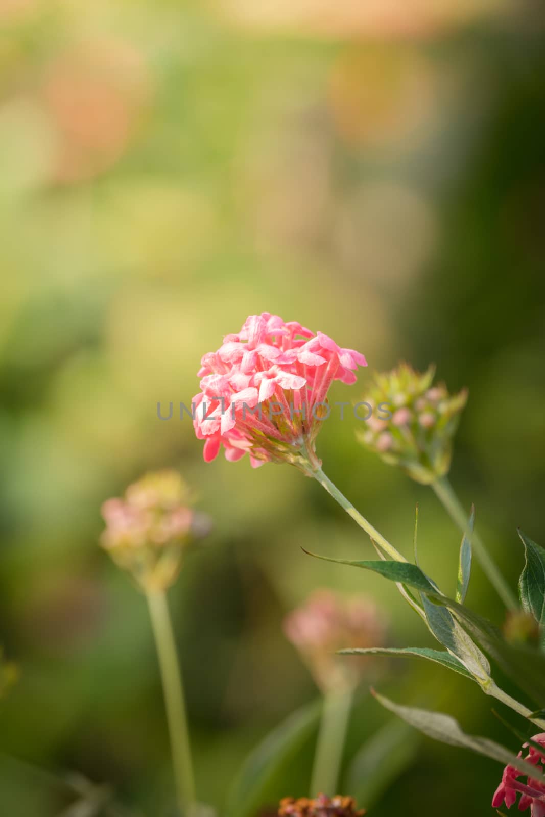 The background image of the colorful flowers, background nature