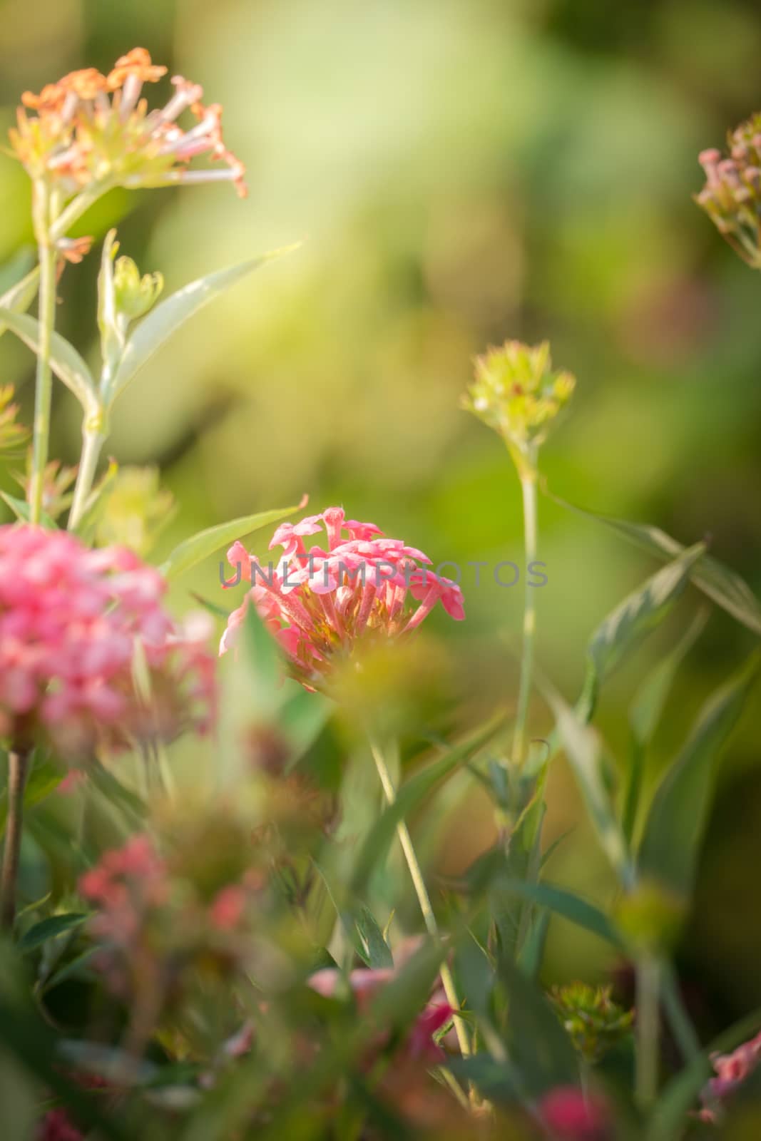 The background image of the colorful flowers, background nature