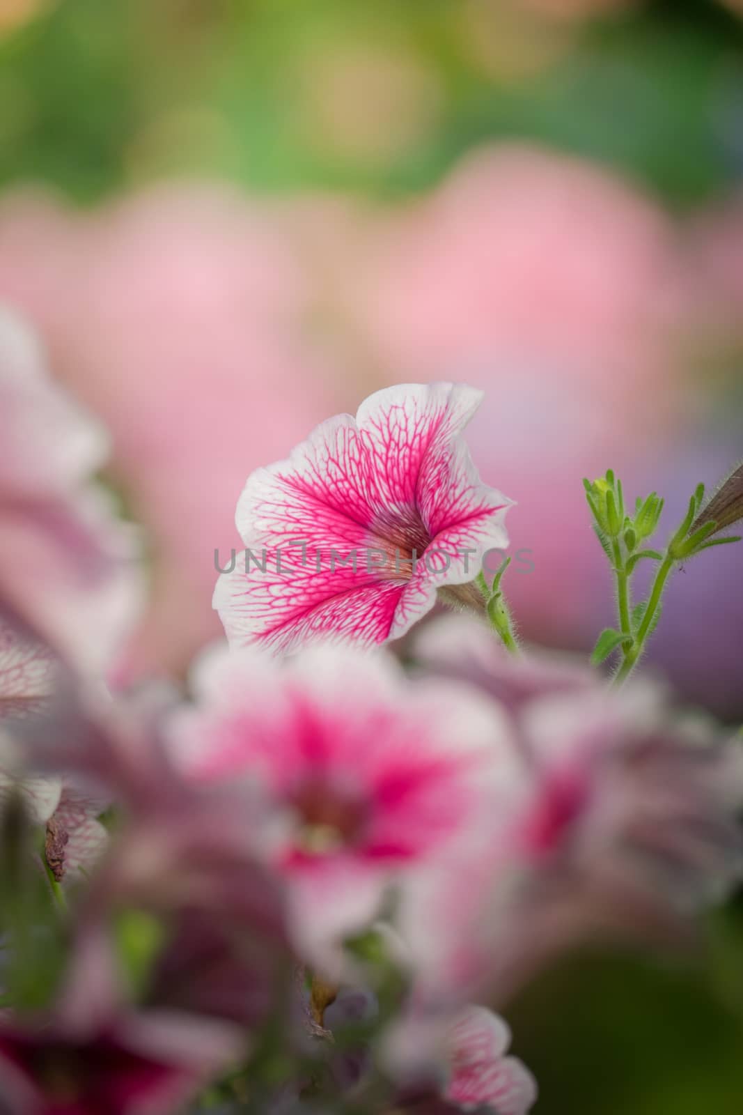 The background image of the colorful flowers, background nature