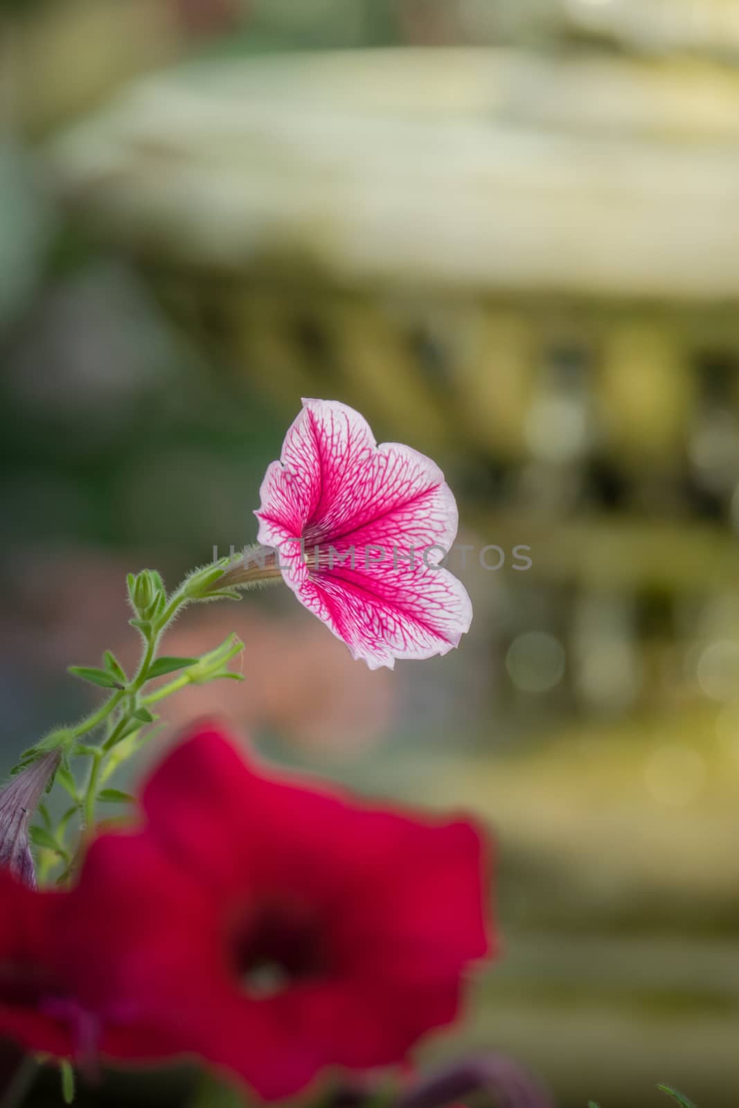 The background image of the colorful flowers, background nature