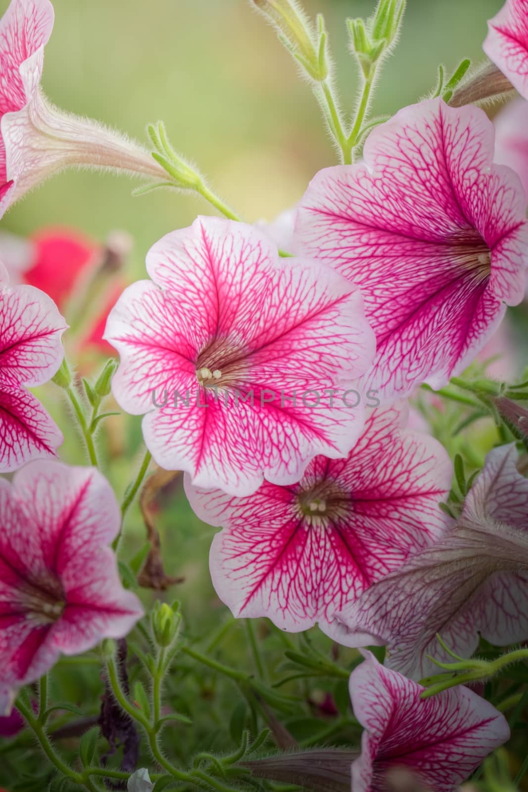 The background image of the colorful flowers, background nature