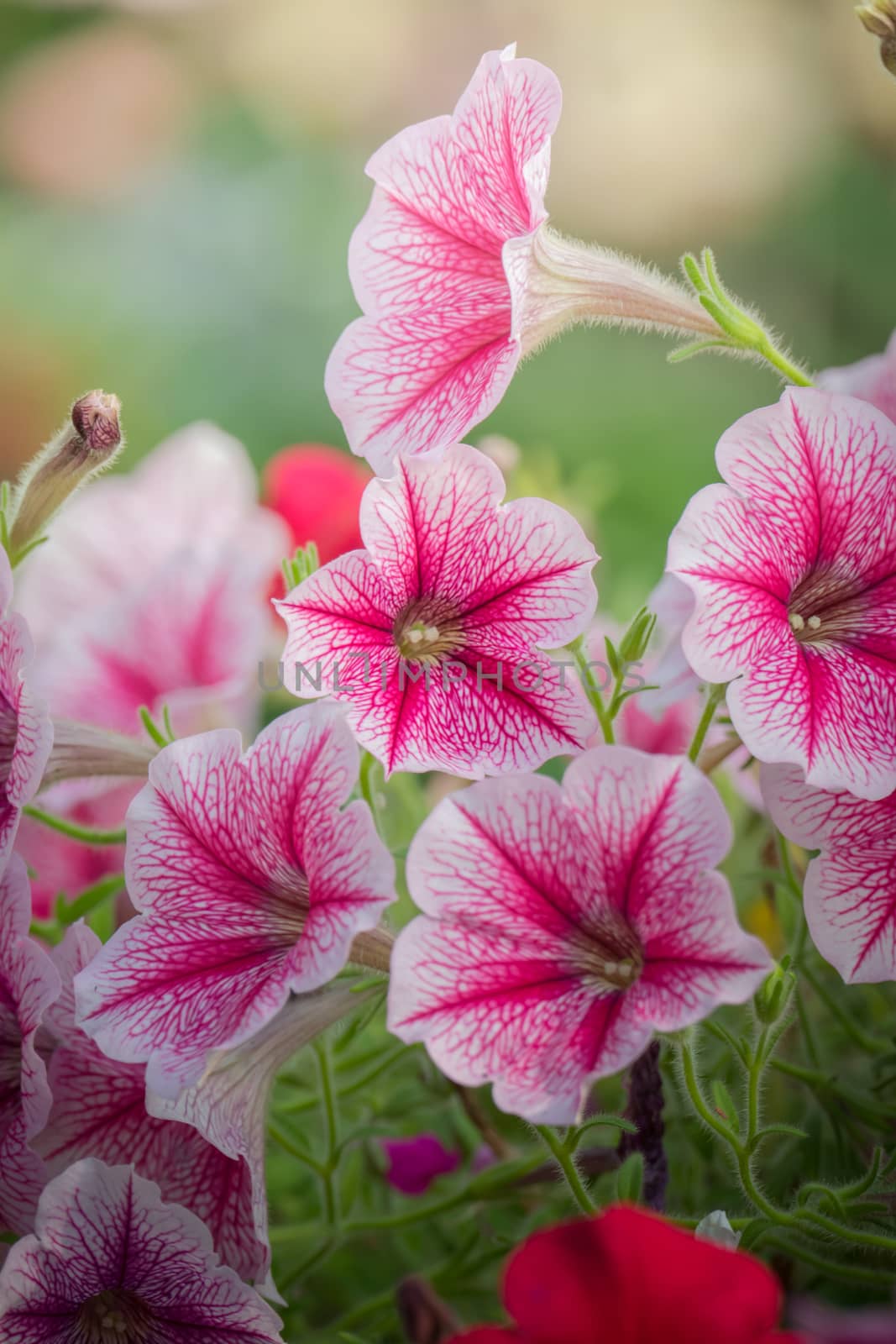 The background image of the colorful flowers, background nature