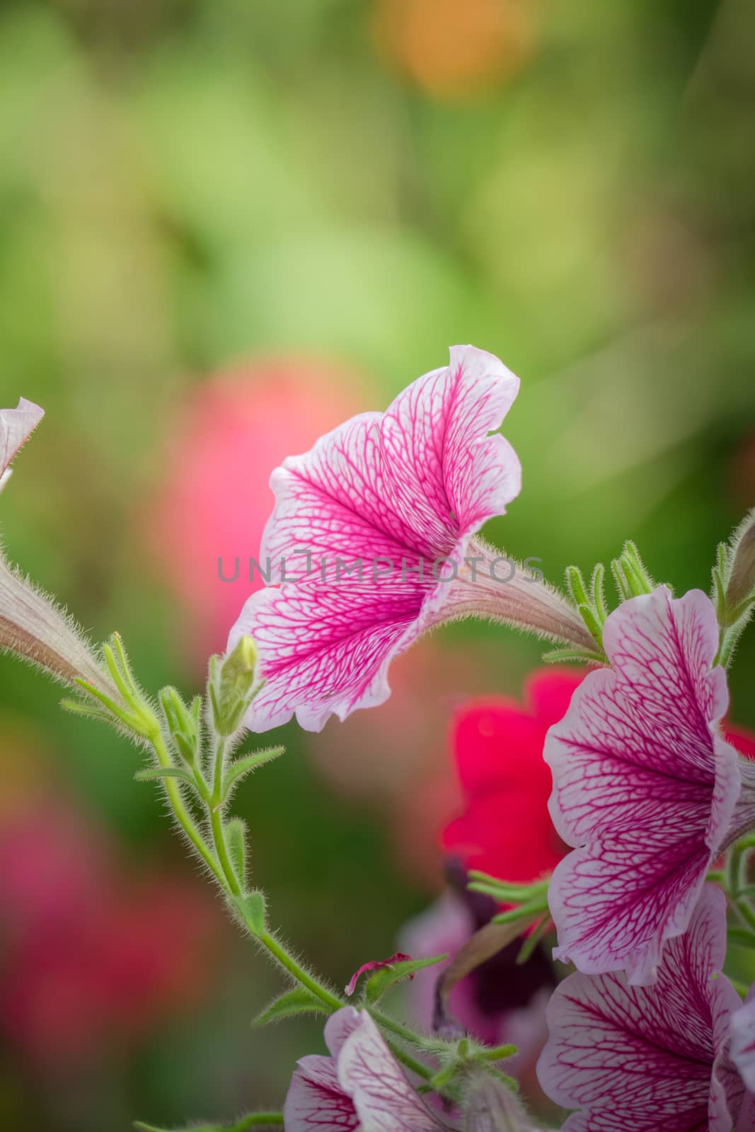 The background image of the colorful flowers, background nature