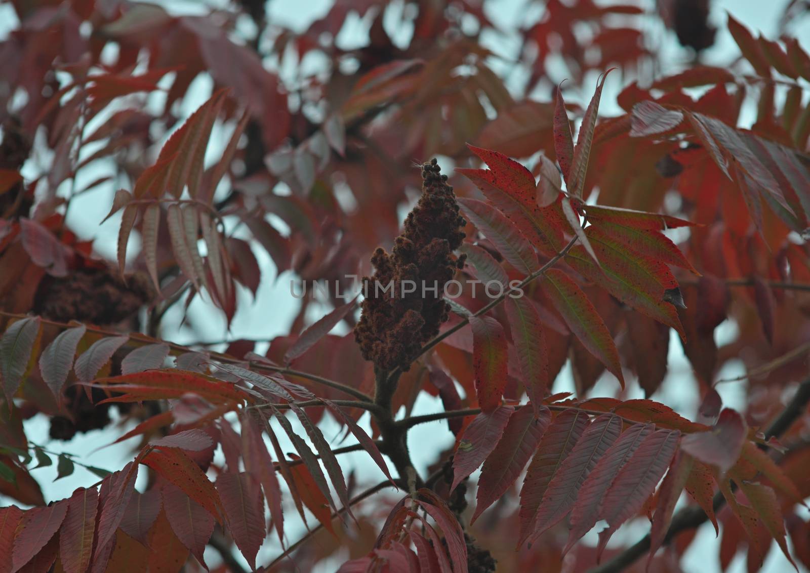 Top of staghorn sumac tree with big red flower by sheriffkule