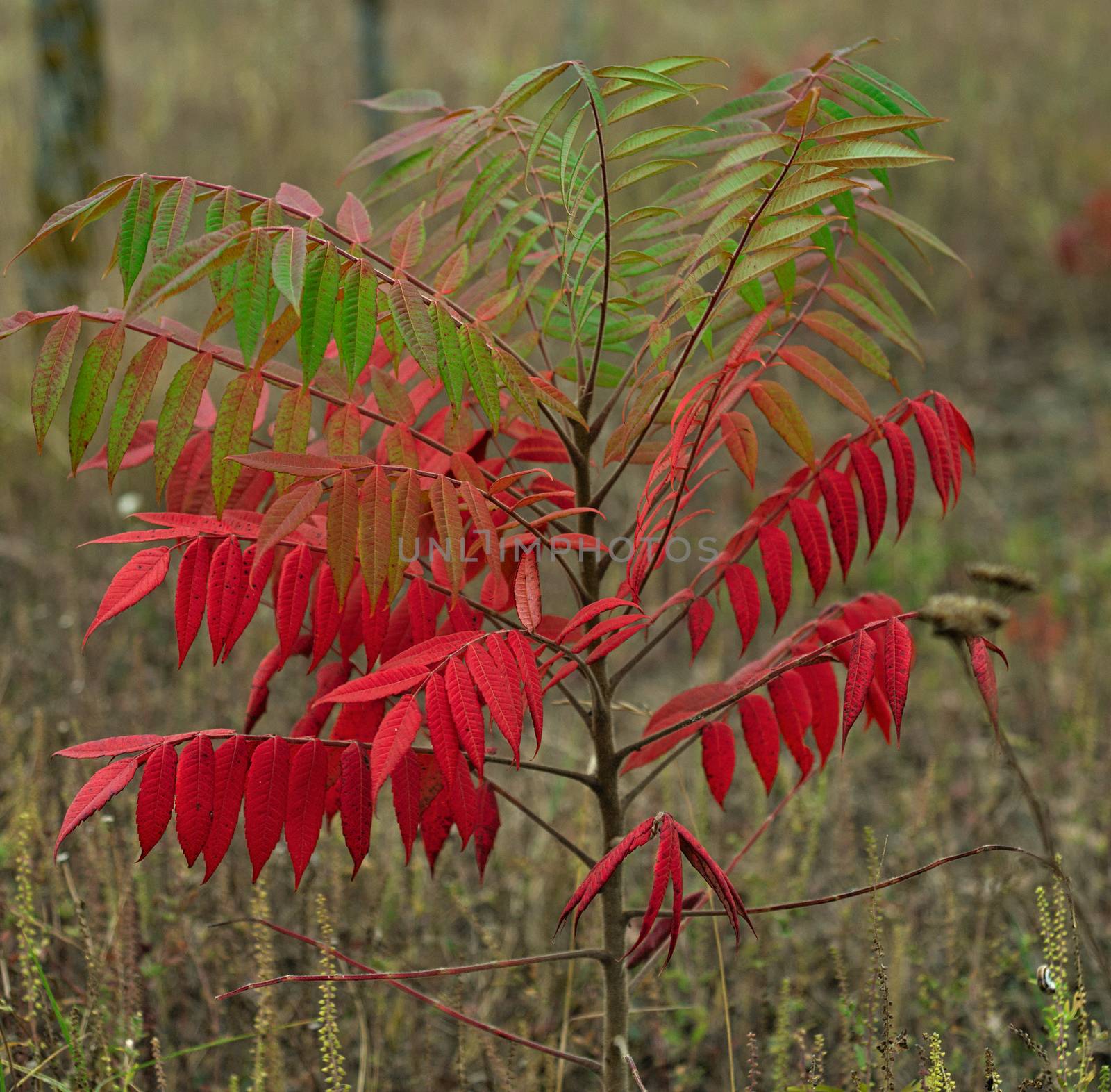 Small staghorn sumac tree in field at autumn time