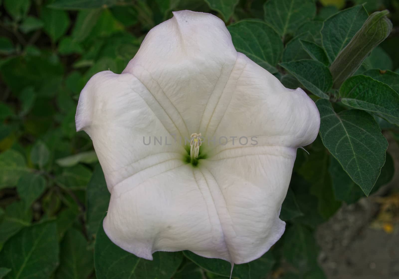 Closeup view on big white lily flower by sheriffkule