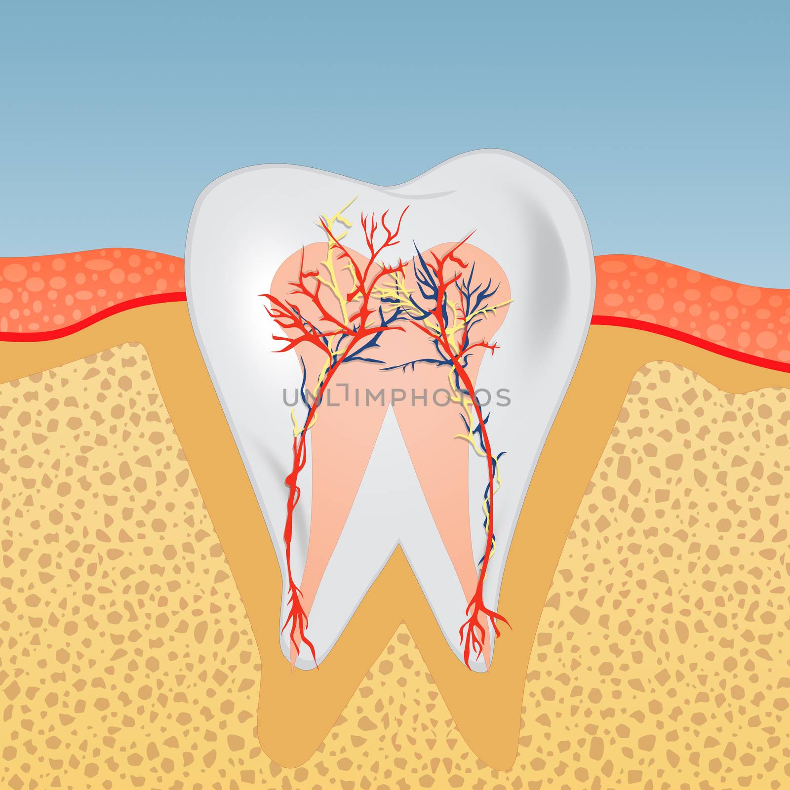 illustration of tooth by adrenalina