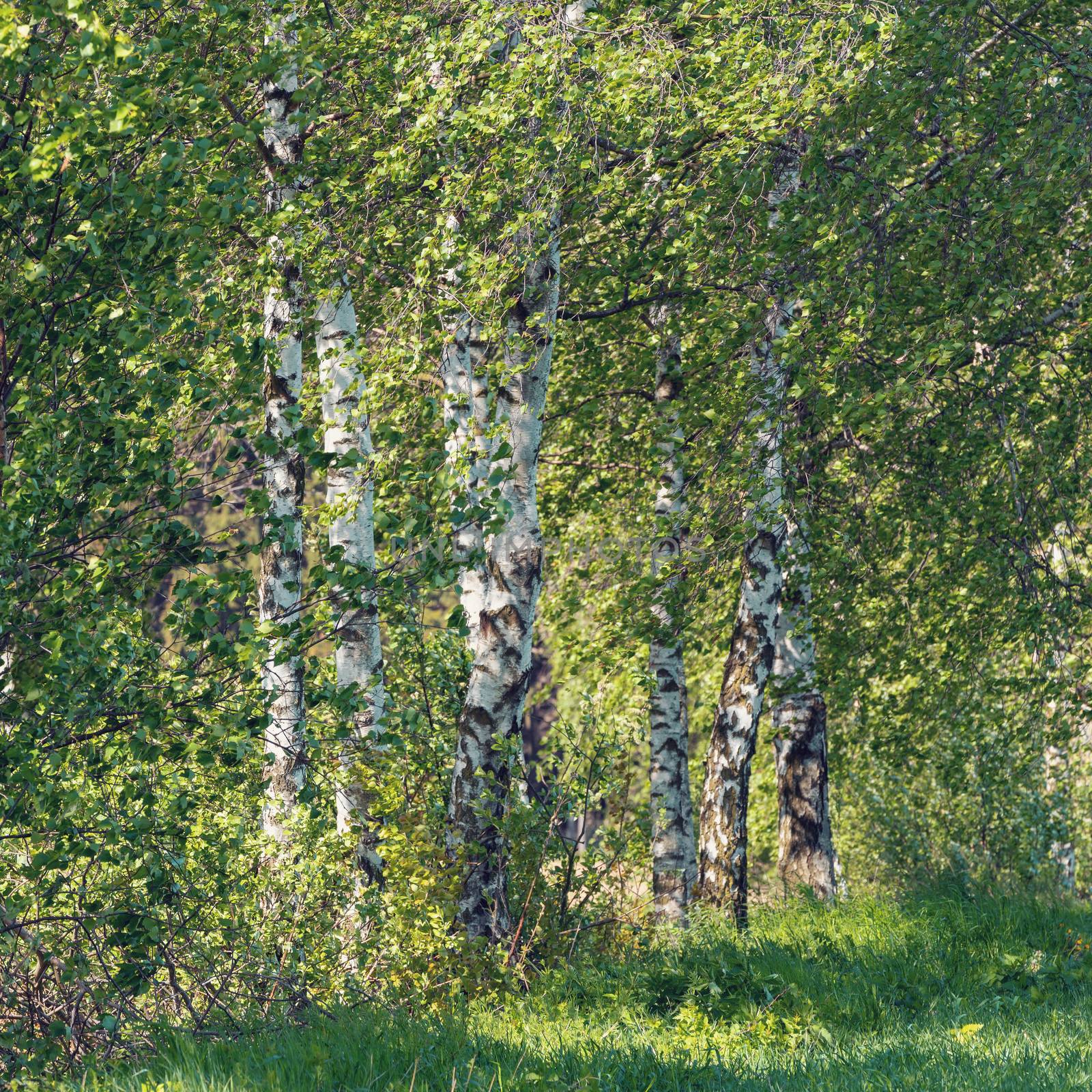 birch tree in spring countryside by artush