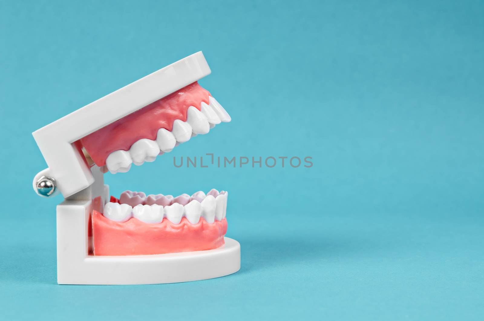 Tooth model on blue background. by Gamjai