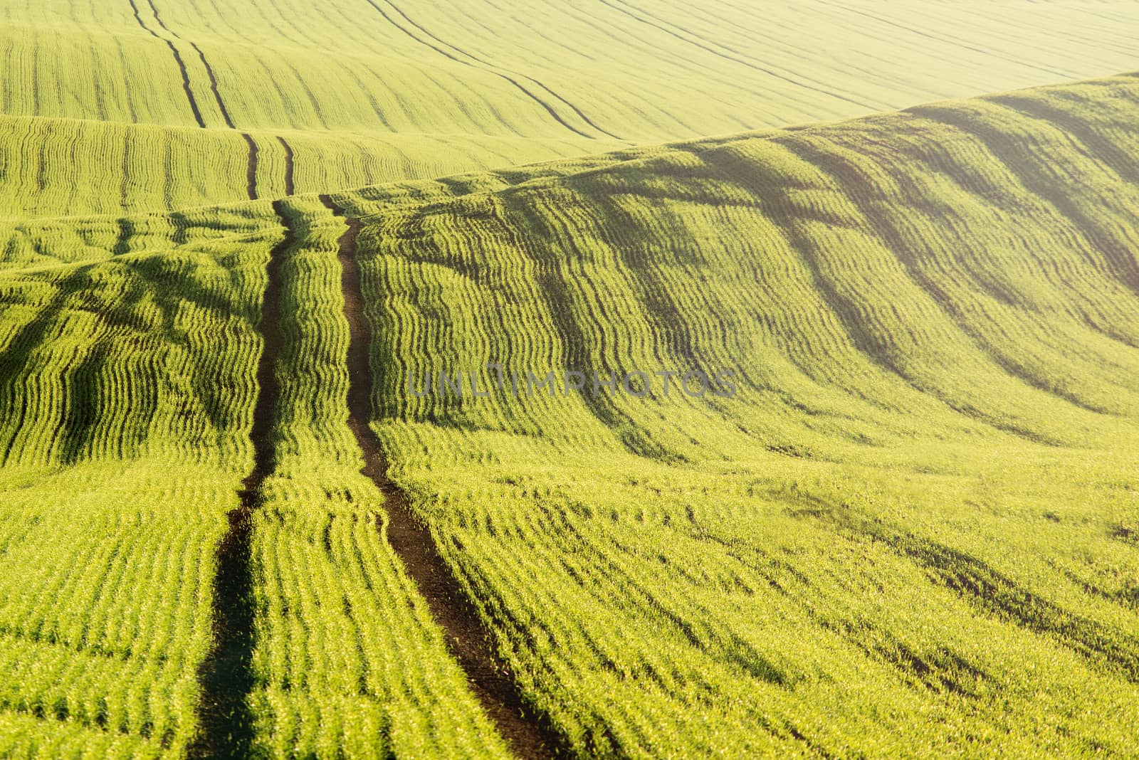 Young Green grain field with tracktor tracks. Bright morning sunlight shaping wavy landscape in spring time.