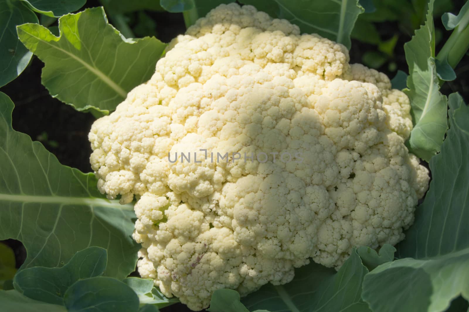 Cauliflower grows in the garden on a Sunny summer day, the concept of growing fresh vegetables.