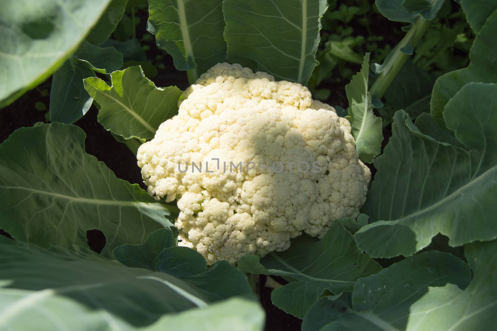 Cauliflower grows in the garden on a Sunny summer day, the concept of growing fresh vegetables by claire_lucia