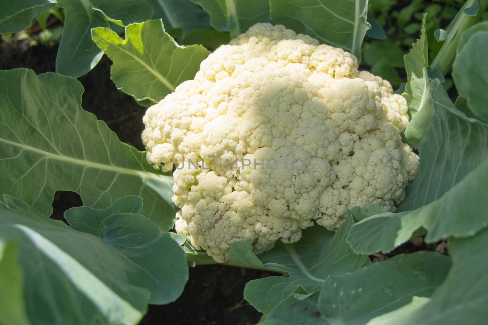 Cauliflower grows in the garden on a Sunny summer day, the concept of growing fresh vegetables by claire_lucia