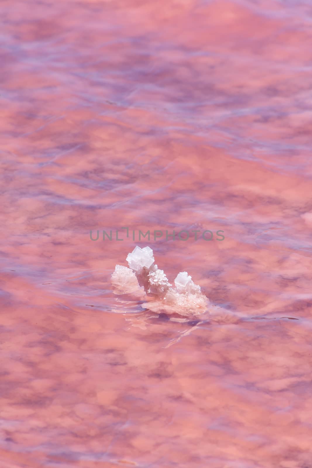 Salt crystals in the low pink water of the Pink Lake next to Gregory in West Australia