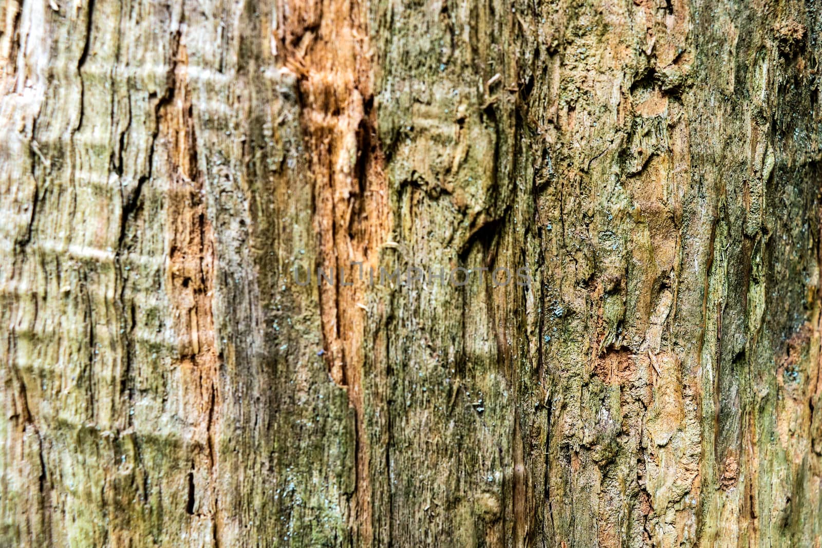 Beautiful tree trunk close up, background, pattern