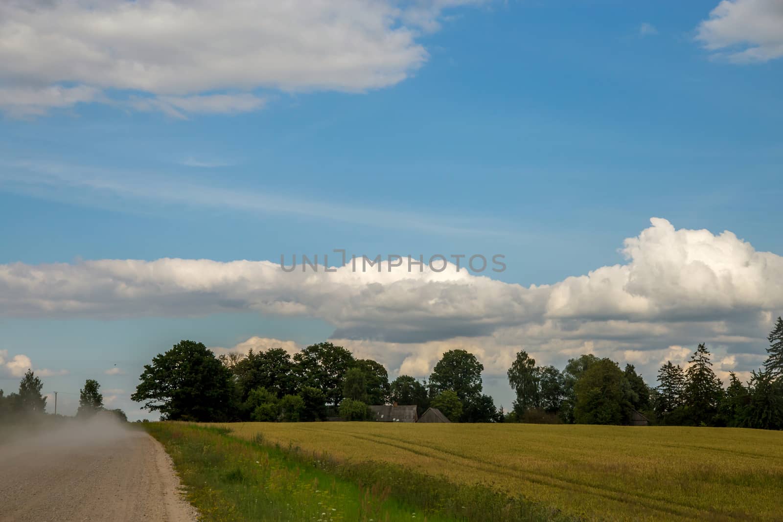 Summer landscape with empty road, trees and blue sky.. Rural road, cornfield, wood and cloudy blue sky. Classic rural landscape in Latvia.