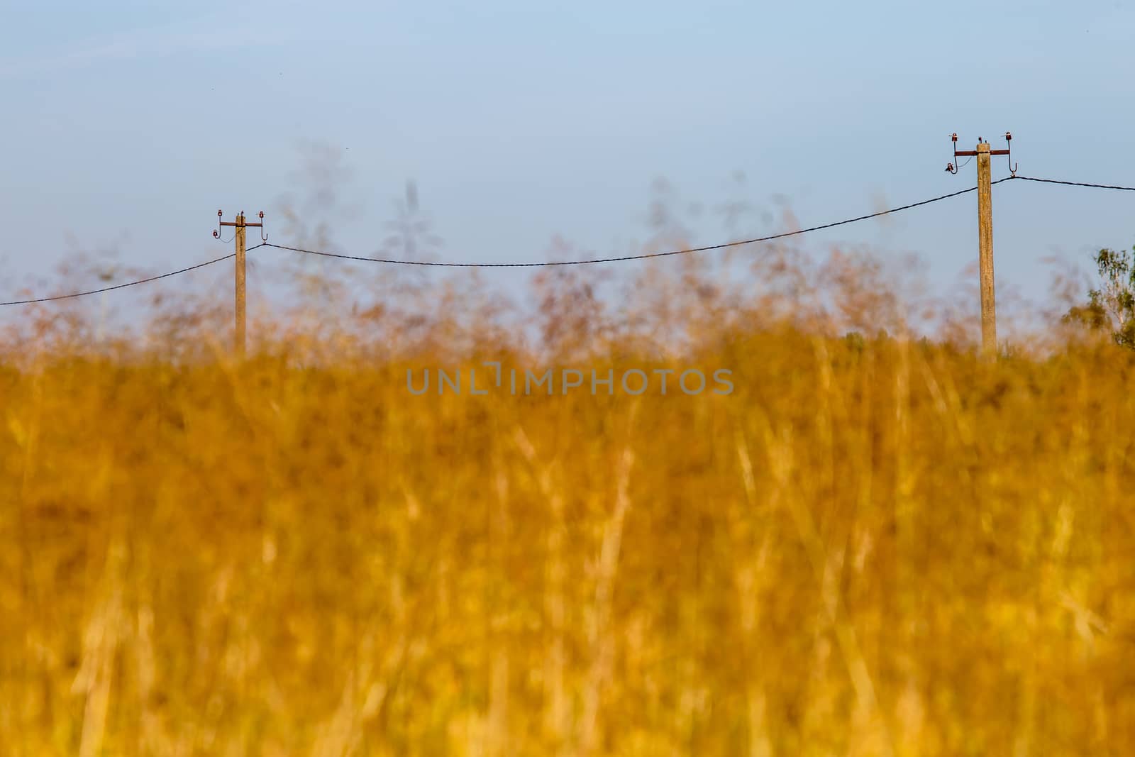 Summer landscape with cornfield and blue sky. Classic rural landscape in Latvia. Yellow cornfield. Blue sky and electricity poles. Focus on electric poles.