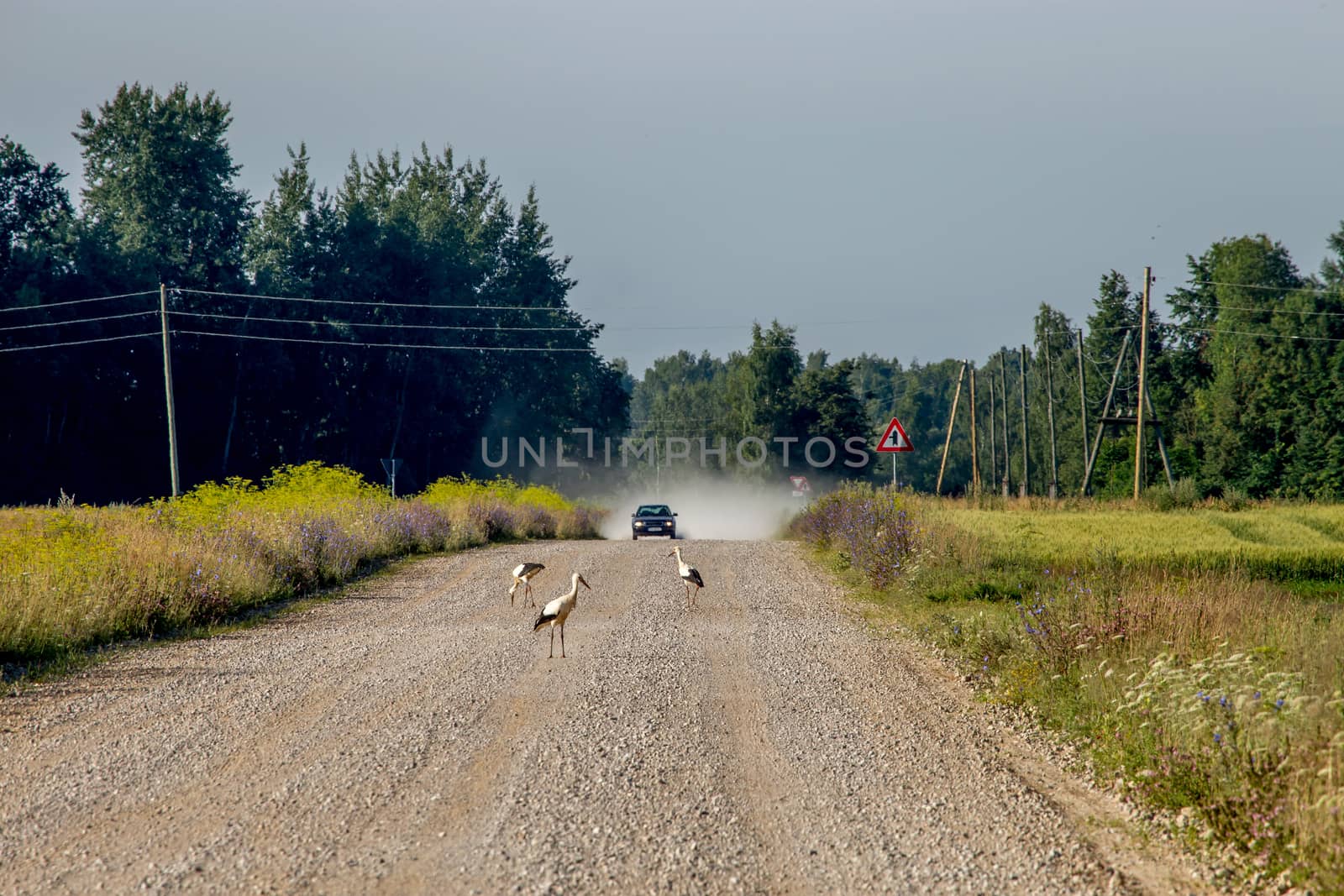 Summer landscape with car and storks on countryside  road. Rural road, cornfield, wood and cloudy blue sky. Car and storks on rural road. Classic rural landscape in Latvia.