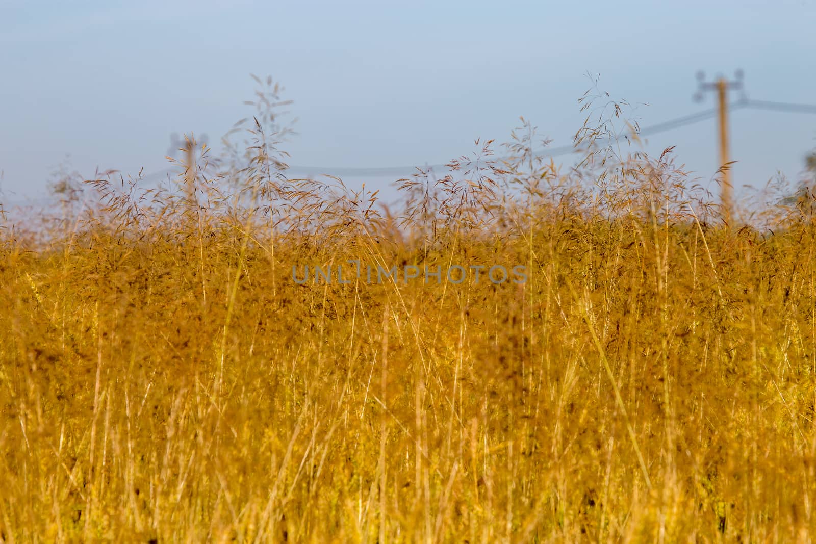 Summer landscape with cornfield and blue sky. Classic rural landscape in Latvia. Yellow cornfield. Blue sky and electricity poles.