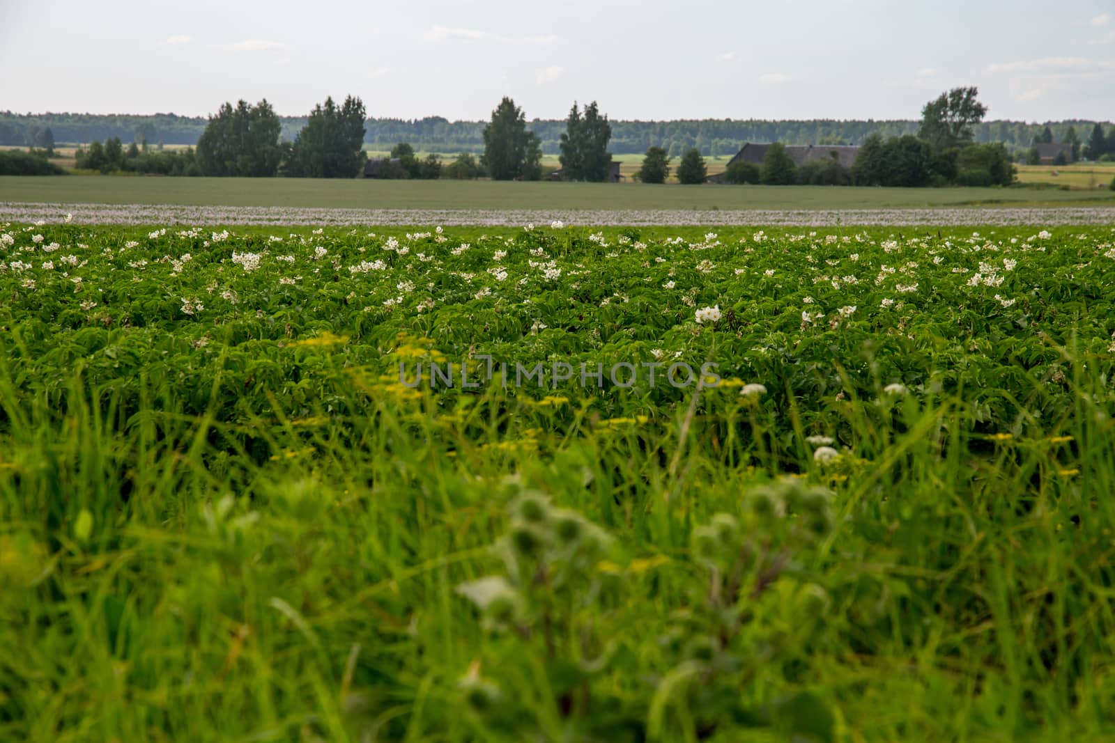 Potatoes plants with white flowers growing on farmers field. Landscape with flowering potatoes. Summer landscape with green field, wood and blue sky. Classic rural landscape in Latvia.