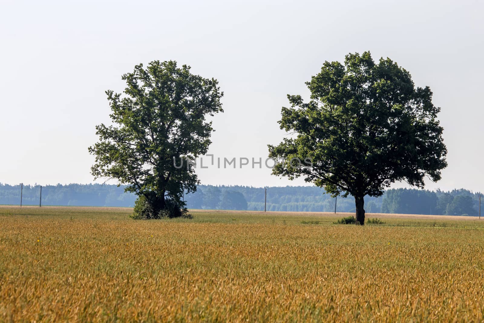 Two trees in the middle of the corn field. Foggy field with cereal and trees on the back. Spring landscape with cornfield, trees and sky. Classic rural landscape in Latvia.