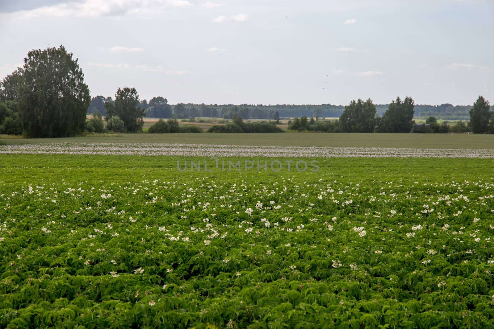 Green field with flowering potatoes by fotorobs