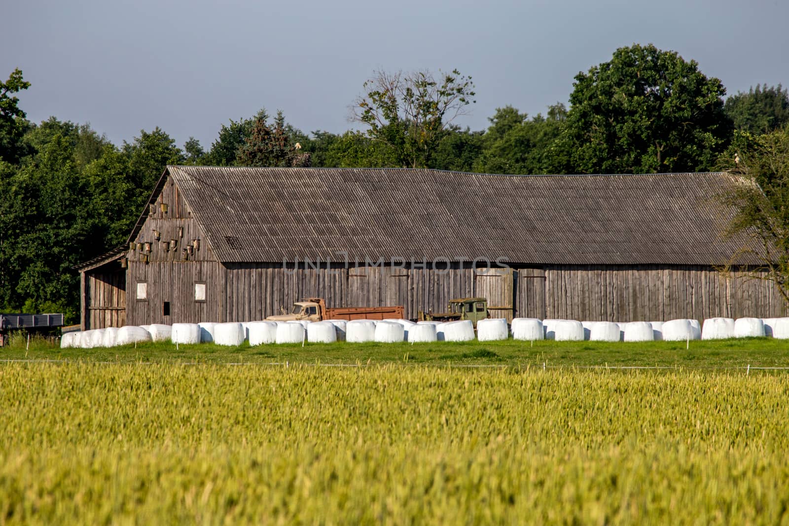 Hay bales on the green meadow at the barn. Hay bales on the field near the barn in Latvia. Summer landscape with cereal field, trees and barn. Barn at the edge of the field. Classic rural landscape in Latvia. 
