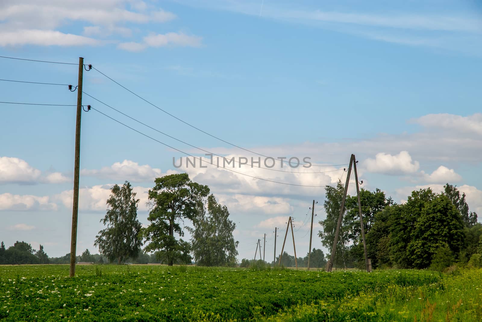 Potatoes plants with white flowers growing on farmers field. Landscape with flowering potatoes. Summer landscape with green field, trees and blue sky. Classic rural landscape in Latvia.