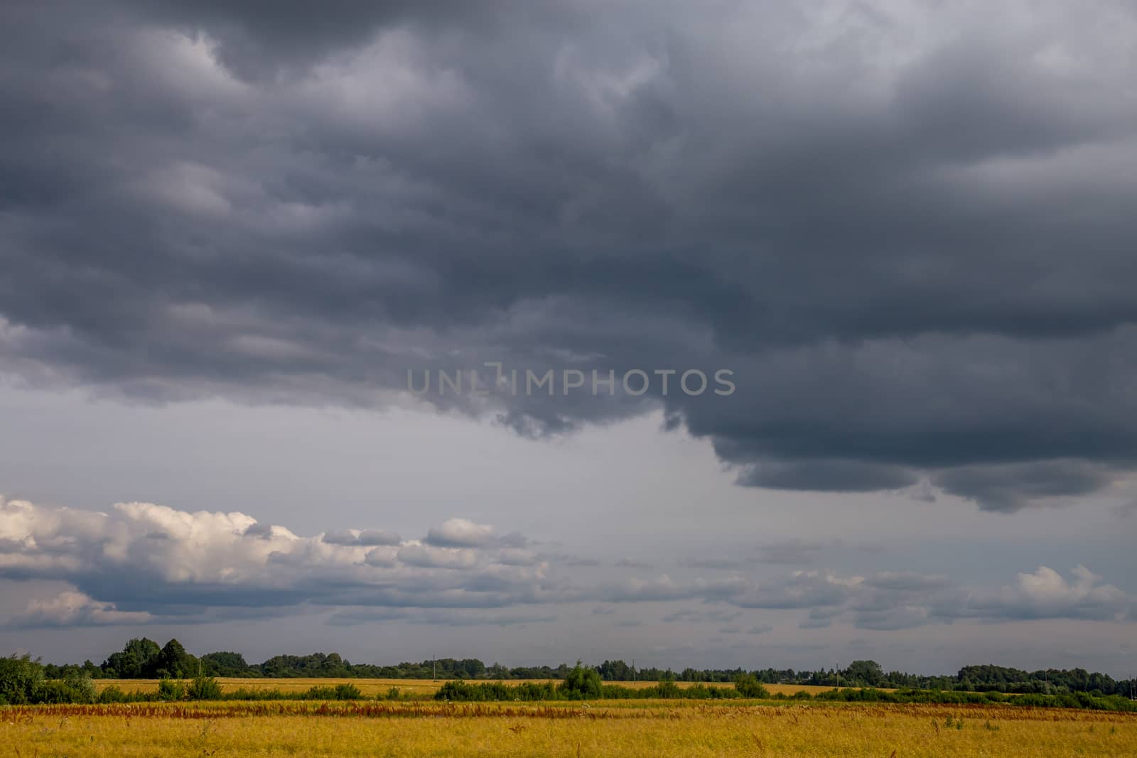 Field with cereal and forest on the back, against a blue sky. Summer landscape with cereal field and cloudy blue sky. Classic rural landscape in Latvia.