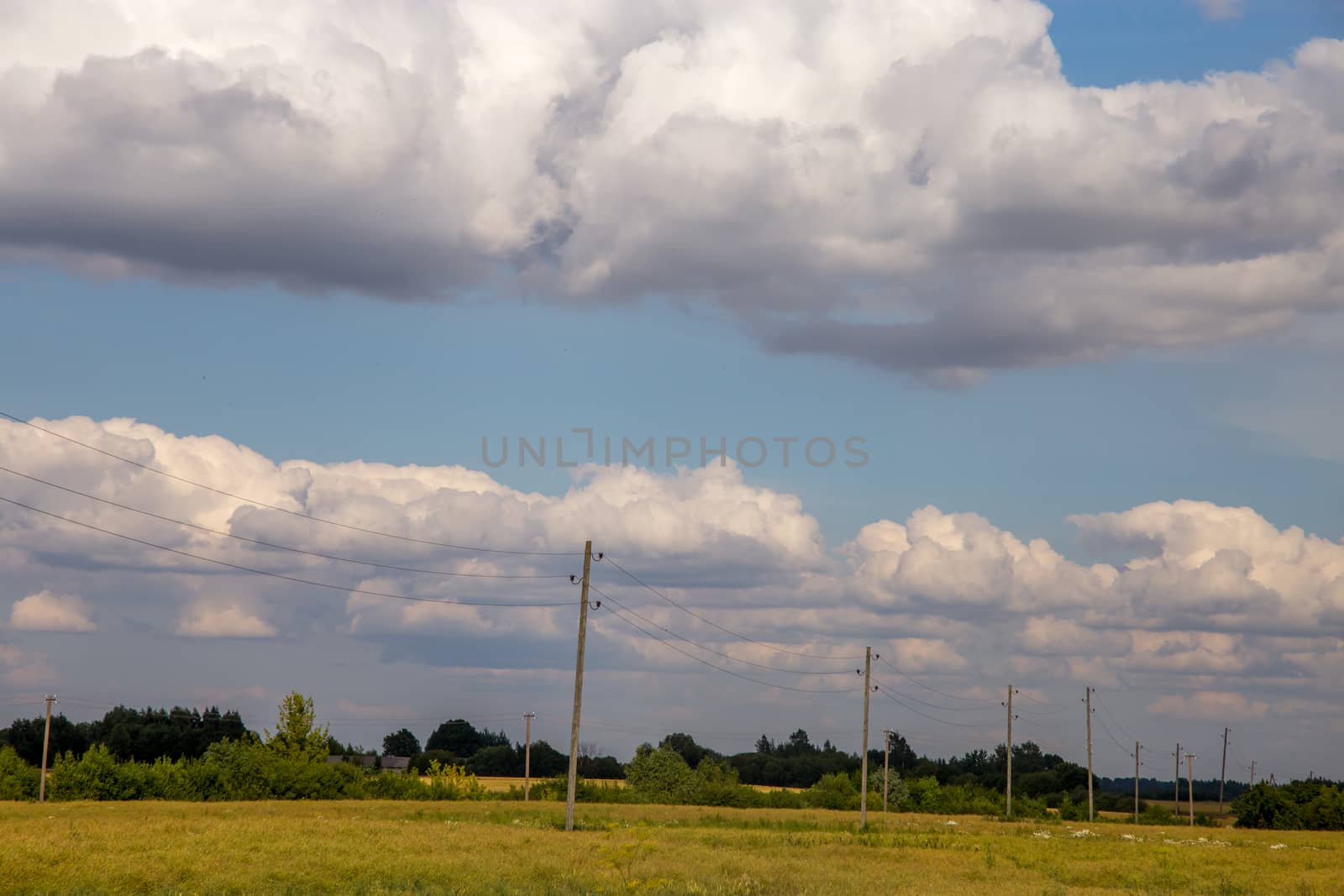 Field with cereal and forest on the back, against a blue sky. Summer landscape with cereal field and cloudy blue sky. Classic rural landscape in Latvia.