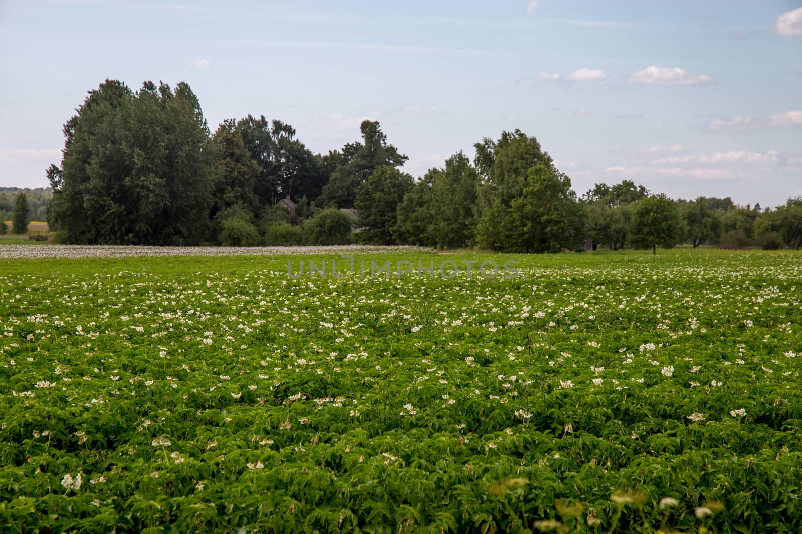 Green field with flowering potatoes by fotorobs