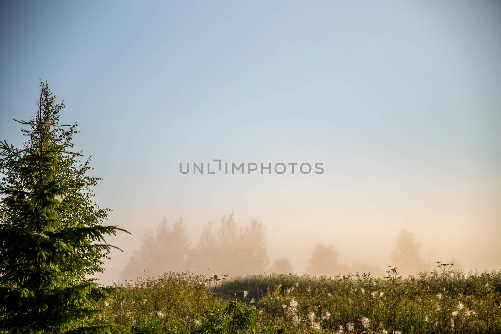 Spruce on misty meadow background. by fotorobs