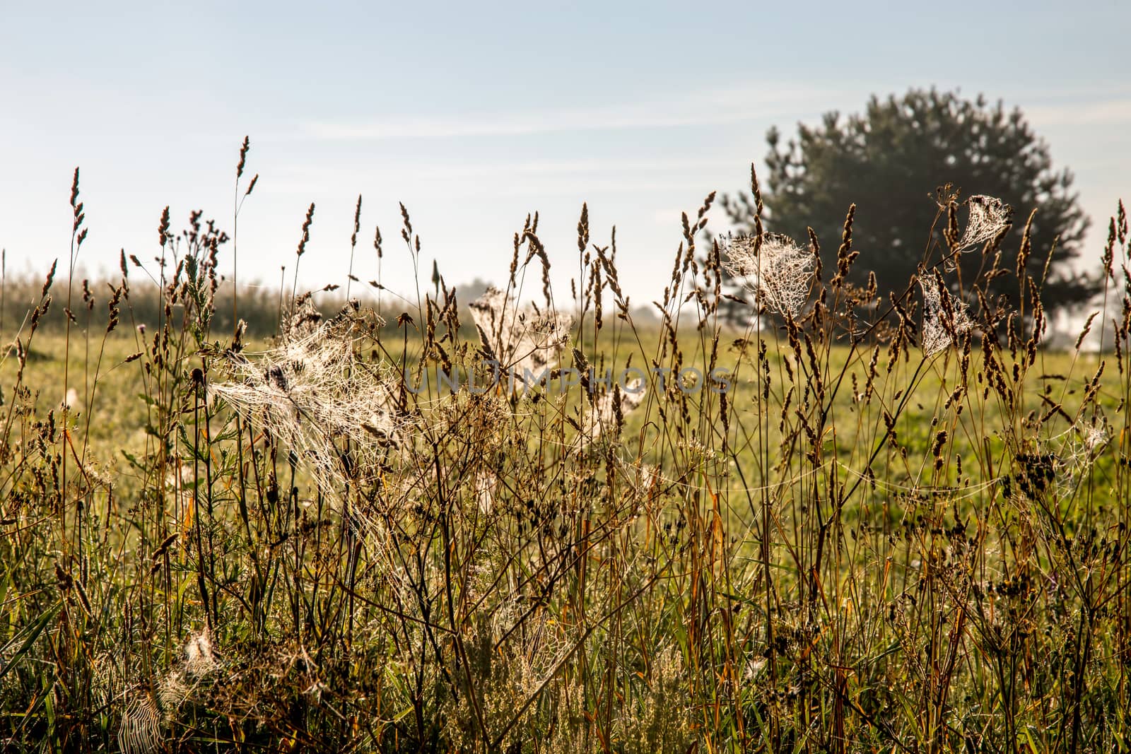 Spider nets in the meadow by fotorobs