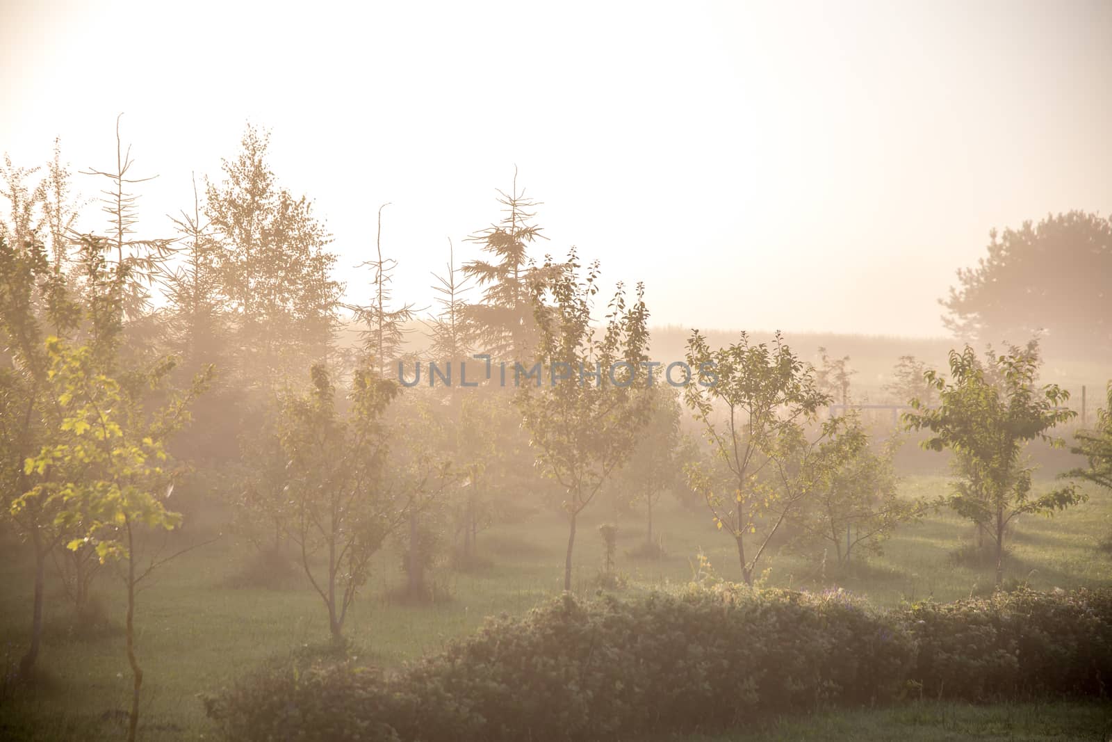 Mist in the orchard. Summer landscape with fruit garden in fog. Classic rural landscape with mist in Latvia. Fog on the garden in summer time.