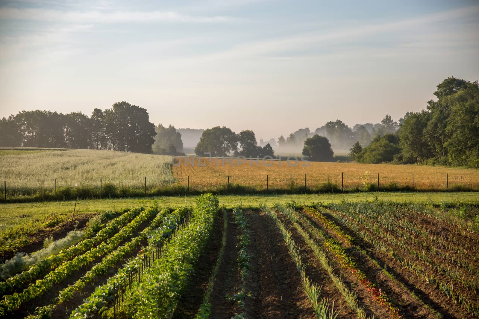 Long furrows with vegetable seedlings. Fog on the field with vegetables. Summer landscape with plowed field and fog in the distance. Classic rural landscape with mist in Latvia. Vegetable growing in Latvia country in summer time.