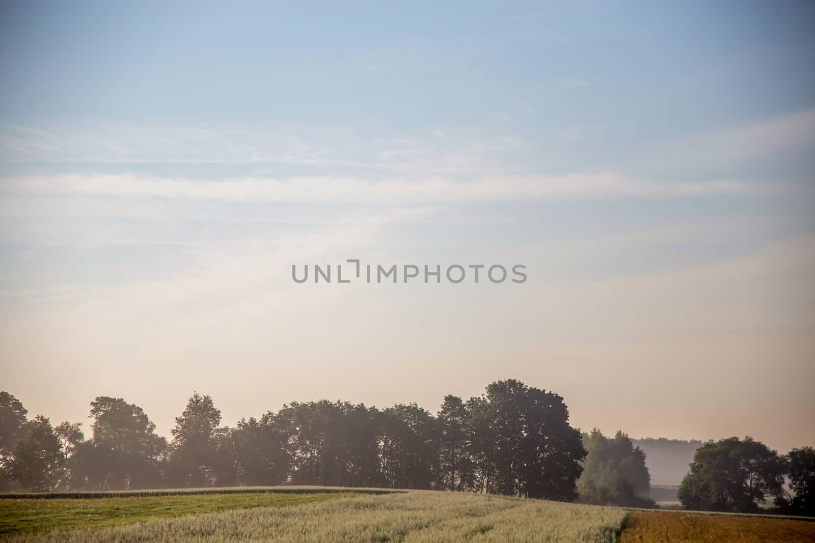 Summer landscape with cereal field and forest in fog. Classic rural landscape with mist in Latvia. Mist on the field in summer time.