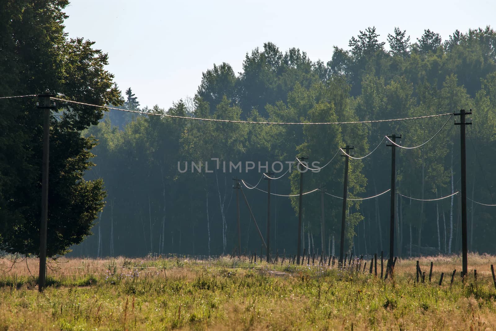 Summer landscape with misty forest. Classic rural landscape with mist in Latvia. Fog in forest and field with electricity poles. 