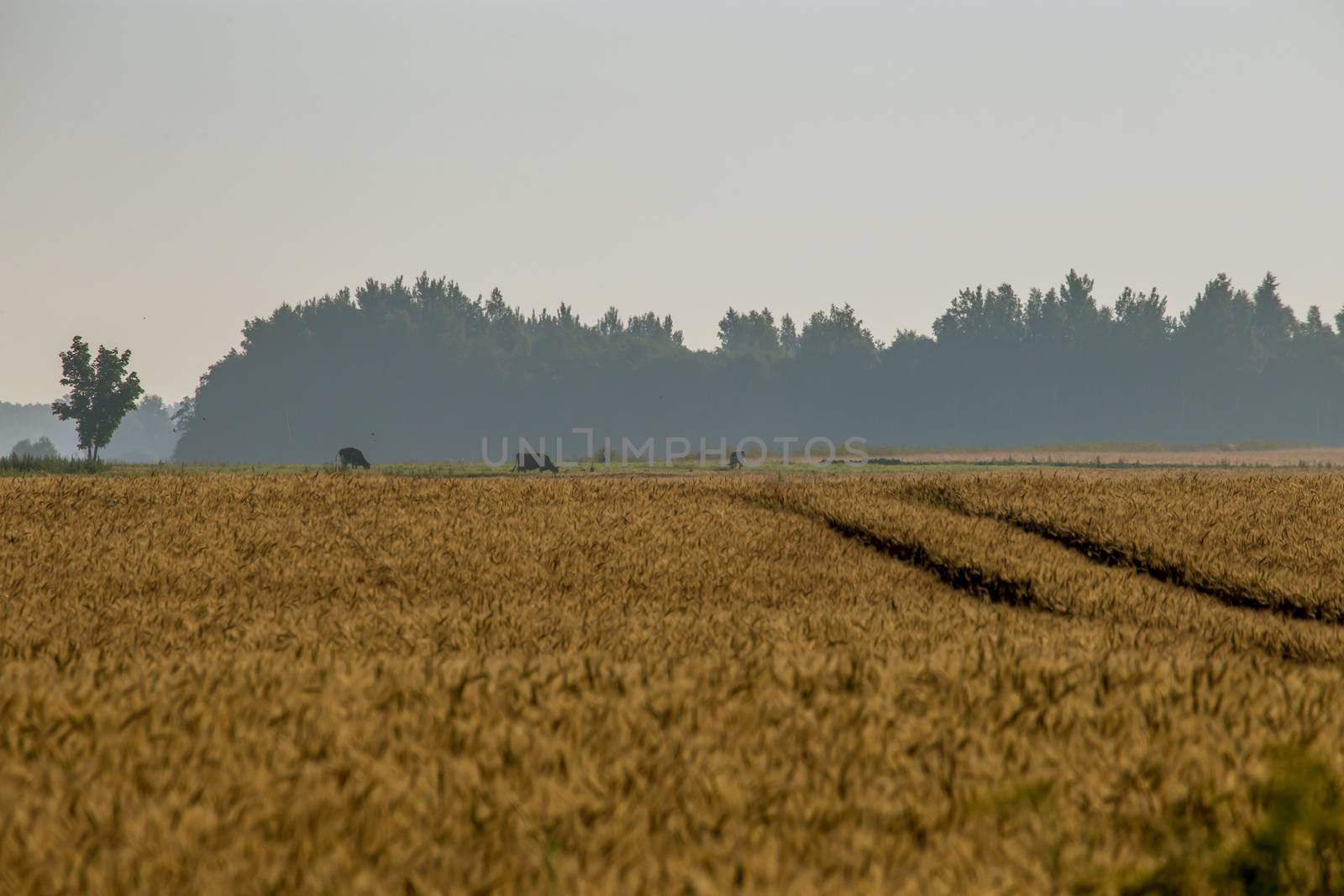 Mist on the cereal field. Road path in cereal field landscape in summer. Tractor tire tracks on the field in Latvia. Cows are grazing in the distance. Classic rural landscape with fog in Latvia.