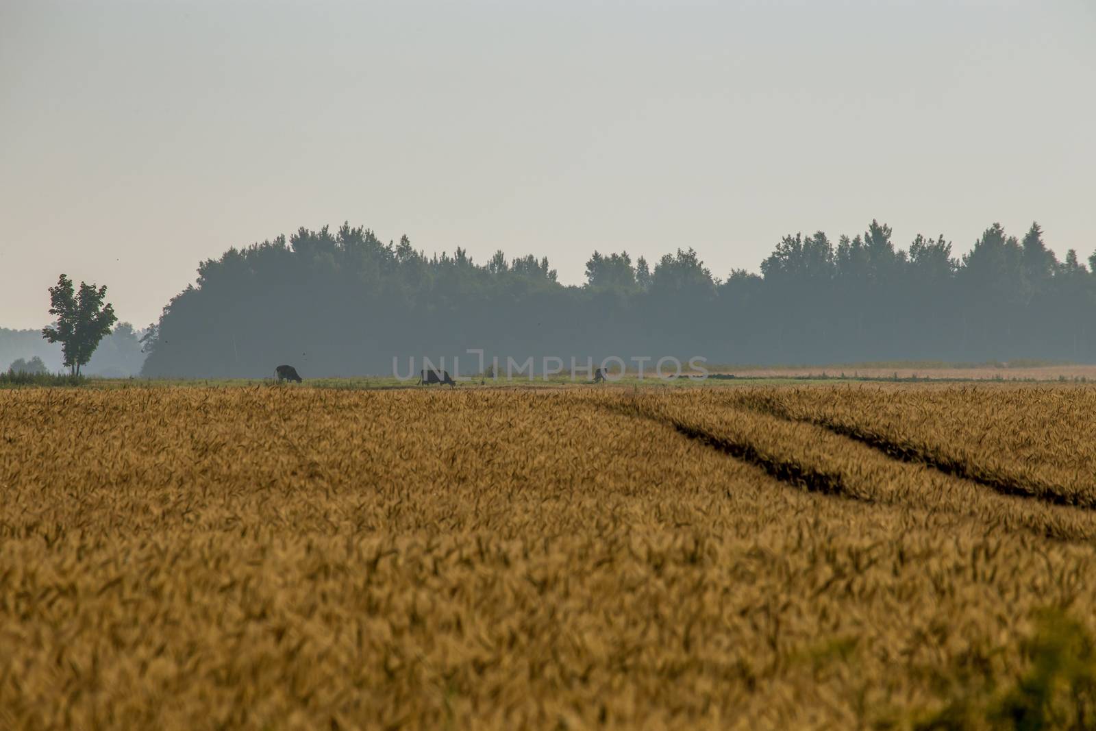 Mist on the cereal field with road path. by fotorobs