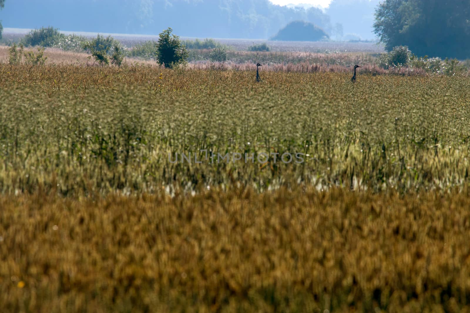 Two cranes in misty field. Summer landscape with field, and fog in the distance. Crane bird in cereal field. Classic rural landscape in Latvia.