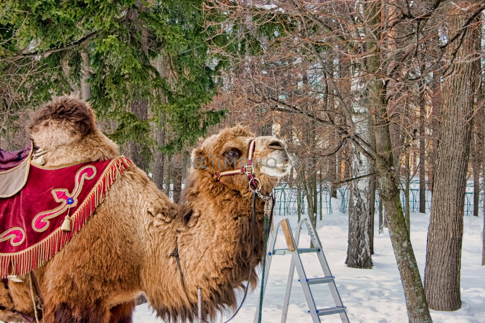 The cold winter is not an obstacle for riding a camel and to enjoy the beauty of local firs and buildings! Tere is a ladder near the camel to climb up on it more comfortable!
By the way, do you know that a camel can drink up near 200 litres of water in one time and can not drink at all for a long time!