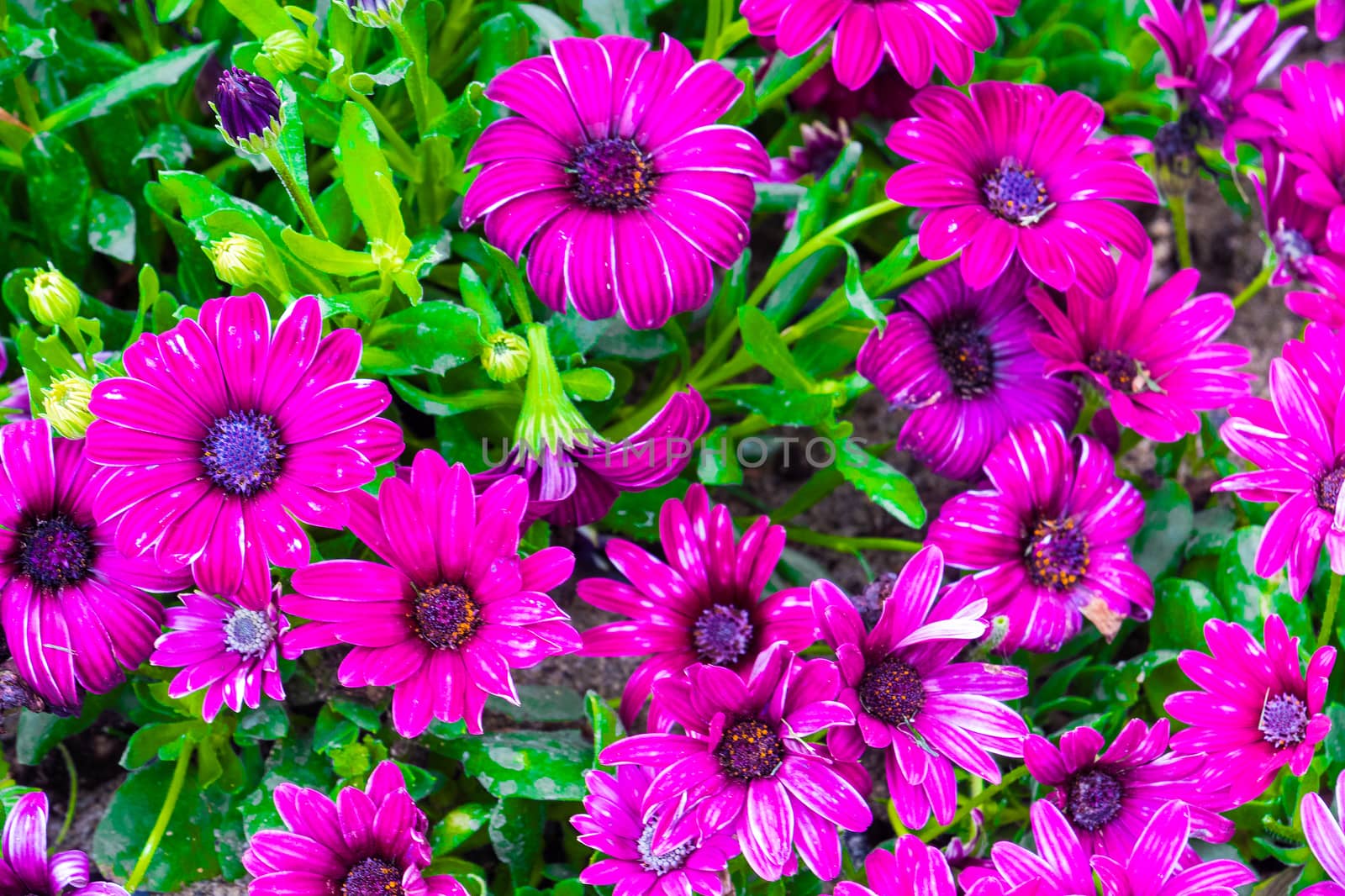 a pink carnation flowers background coloful of pink .