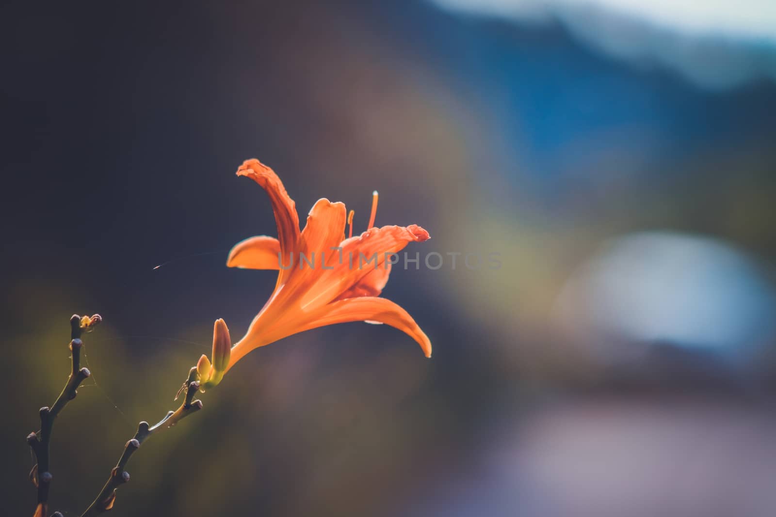 Orange flower over blurred blue and purple tones background in M by mikelju