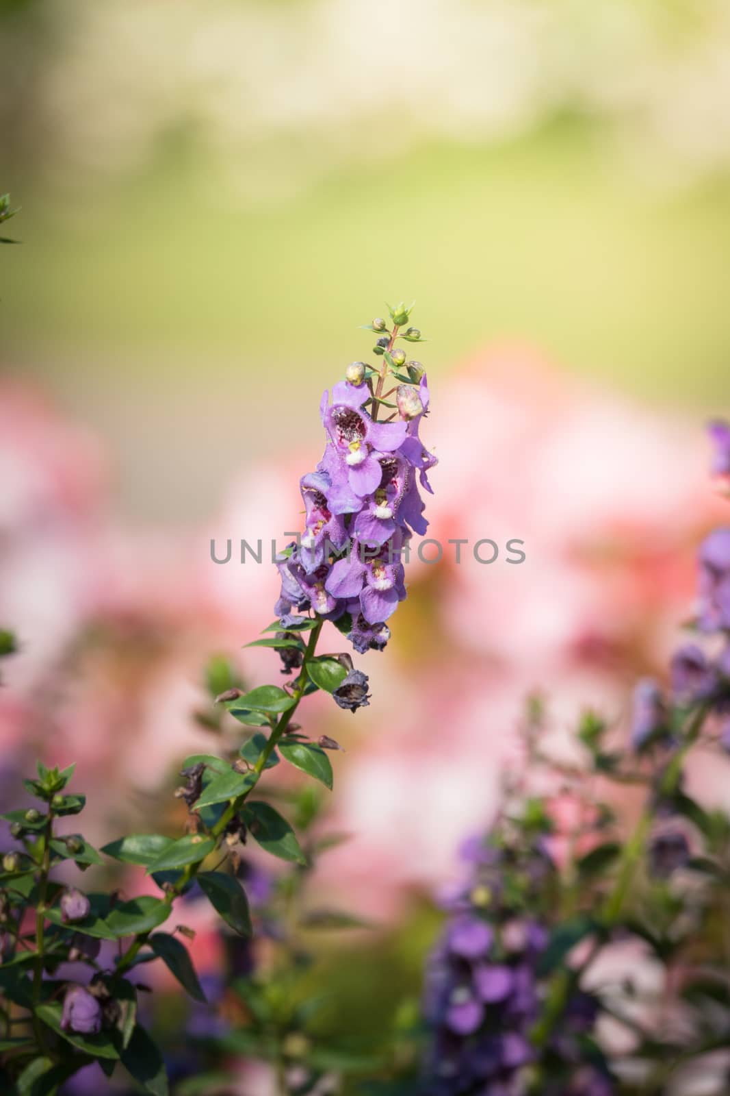 The background image of the colorful flowers, background nature