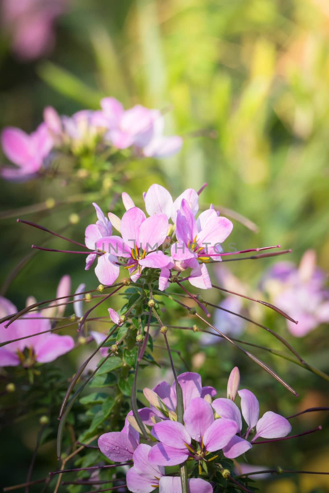 The background image of the colorful flowers, background nature