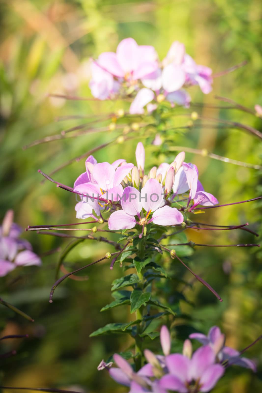 The background image of the colorful flowers, background nature